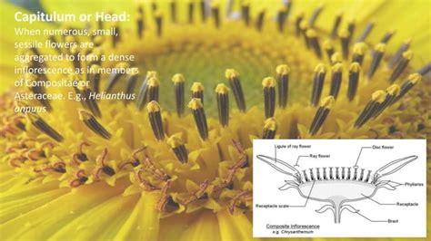 Inflorescence Types,cymose and racemose types,examples with Diagrams