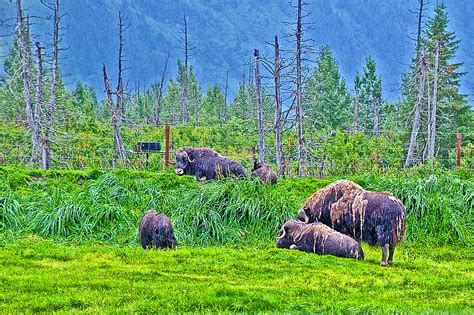 Musk Ox in Alaska Wildlife Conservation Center, Alaska Photograph by ...