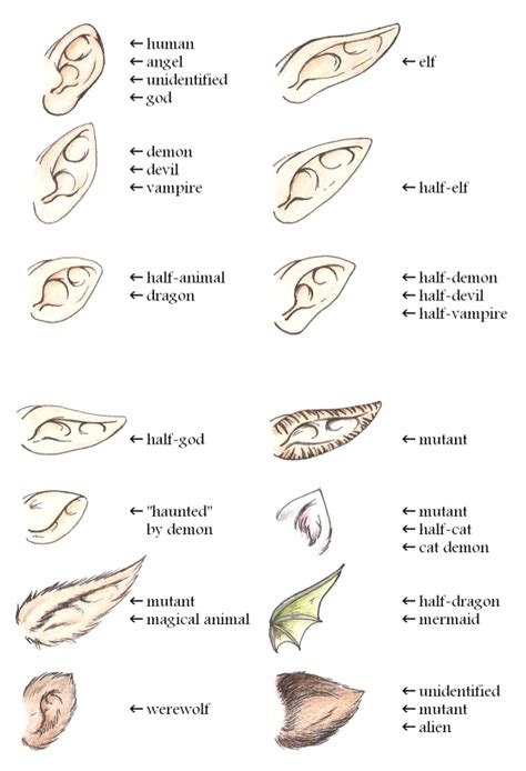 Ears' guide by Yume by Yumenegari on DeviantArt Fantasy Drawings, Art Drawings Sketches, Fairy ...