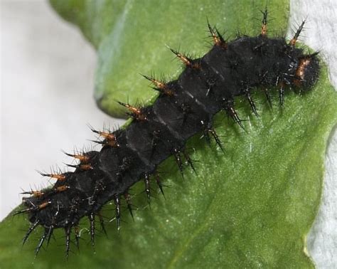 Great Spangled Fritillary Speyeria cybele larva – Wild Columbia County