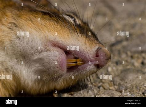 Chipmunk Teeth High Resolution Stock Photography and Images - Alamy