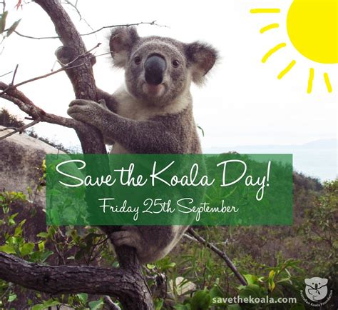 This Friday is Save The Koala Day! (25/09/15) - Australian Koala Foundation