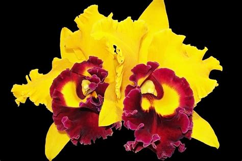 Yellow Orchid Meaning and Symbolism (Joy & Friendship)