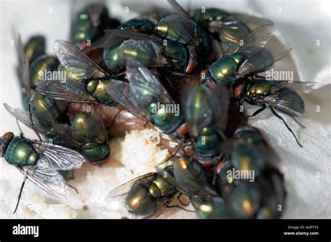 Green bottle flies laying eggs on BSE free liver at sterile maggot Stock Photo: 6194354 - Alamy