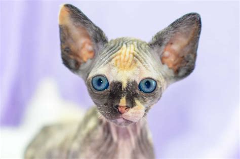 11 Hairless Cat Breeds - Meet Extraordinary Kitties