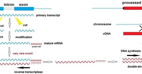 Sandwalk: Different kinds of pseudogenes: Processed pseudogenes