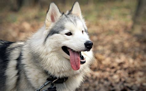 Siberian Husky Dog : Temperament, Training, Pictures and Video ...