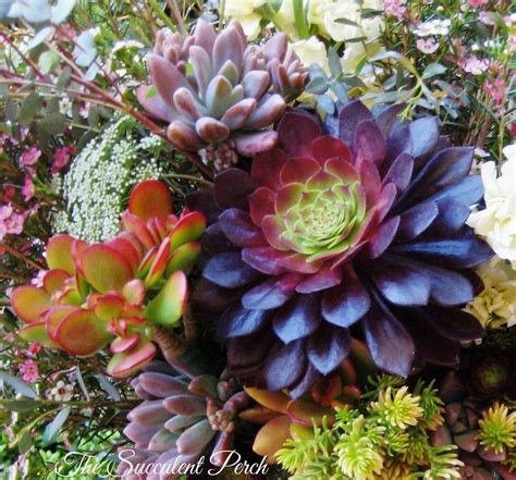 Colorful succulents Colorful Succulents, Succulents In Containers ...