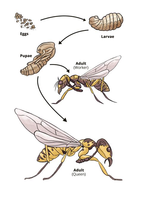 What Is The Life Cycle Of A Wasp