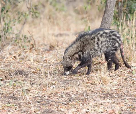 African Civet Facts for Kids - KonnectHQ