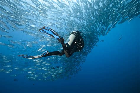 Best Dive Trips Package in Bali, Indonesia | Alpha World Diving