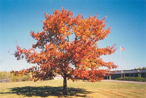 Northern Red Oak (Quercus rubra) in Inver Grove Heights, Minnesota (MN) at Gertens