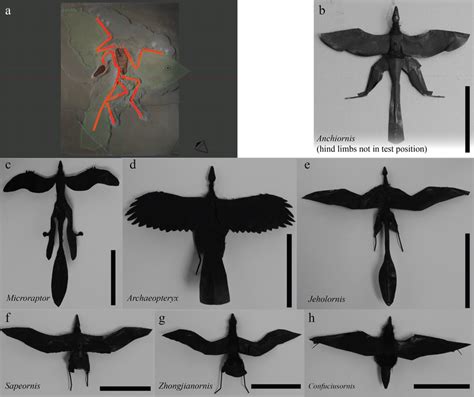 Model construction. Models were developed in Blender (A) from fossils ...