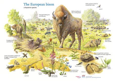 European bison comeback | Rewilding Europe