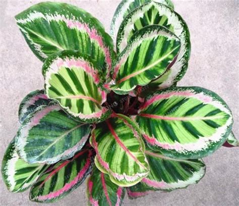 50 Pcs Very Rare Thailand Calathea Flower Seeds Holiday Peacock Plant Low Light High Humidity ...