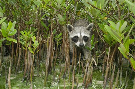 Pygmy Raccoon Amid Mangroves Cozumel Photograph by Kevin Schafer - Fine ...