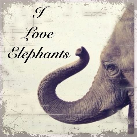 I LOVE ELEPHANTS!!! | Elephant pictures, Elephant love, Elephant