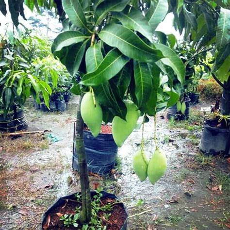 pokok mangga harum manis kawen | Shopee Malaysia