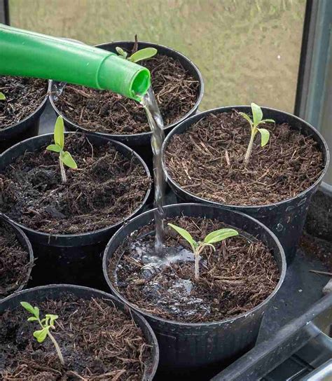 Tomato Seed Germination, Spacing, and Plant Care | Gardening Tips