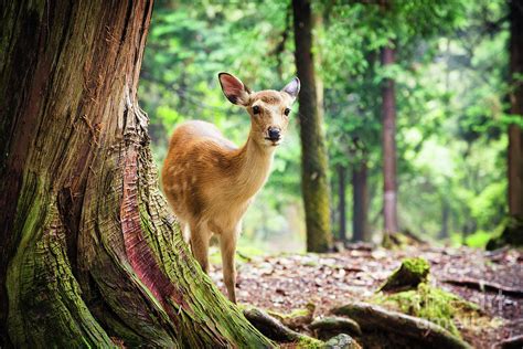 Young sika deer in Nara Park Photograph by Jane Rix - Pixels