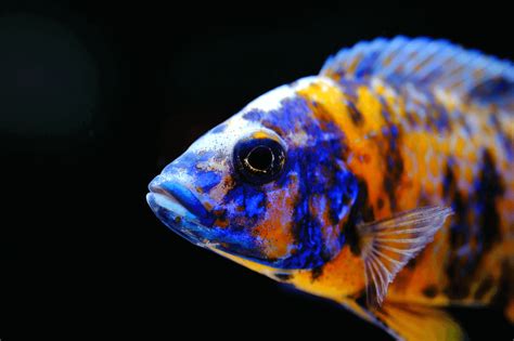 Top 10 Most Beautiful Colorful Fish Types | Pouted.com