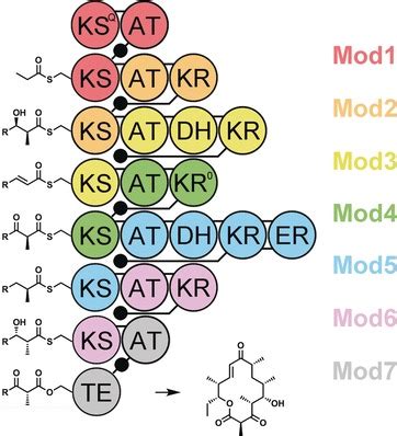 Polyketide Synthase Modules Redefined - Keatinge‐Clay - 2017 ...