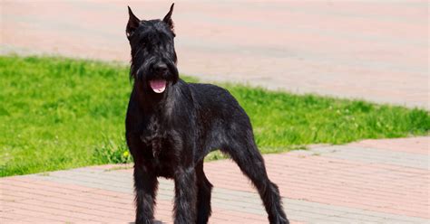 Giant Schnauzer Protection Dogs | Giant Schnauzer Family Protection ...