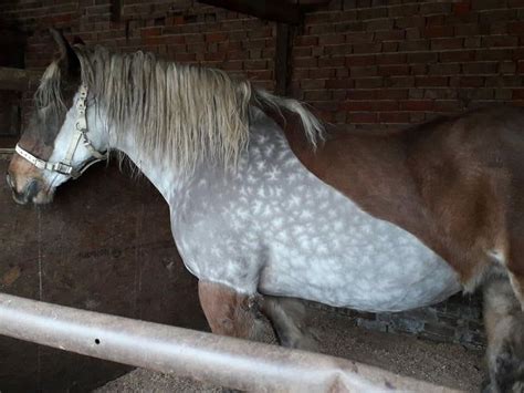 This horses exterior coat is bay but when clipped it is dappled grey ...