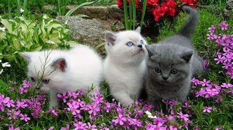 garden kittens | Cute cats and kittens, Beautiful cats, Cute animals