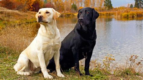 Perro labrador: Curiosidades y cuidados del perro labrador