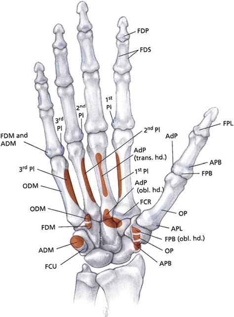 Table 4 from Anatomy and function of the thenar muscles. | Semantic Scholar