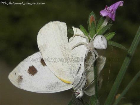 White Crab Spider | Nature, Cultural, and Travel Photography Blog