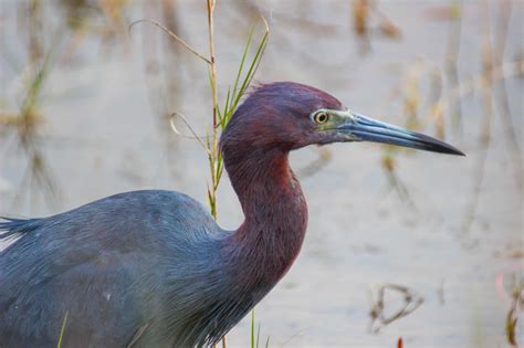 Cannundrums: Little Blue Heron