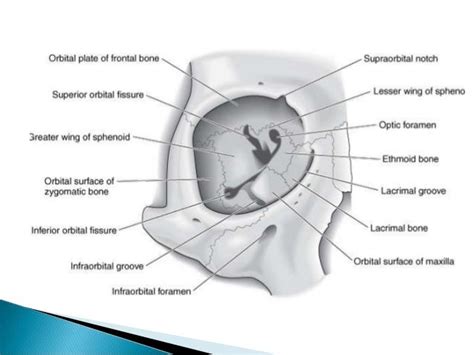 ORBIT Anatomy