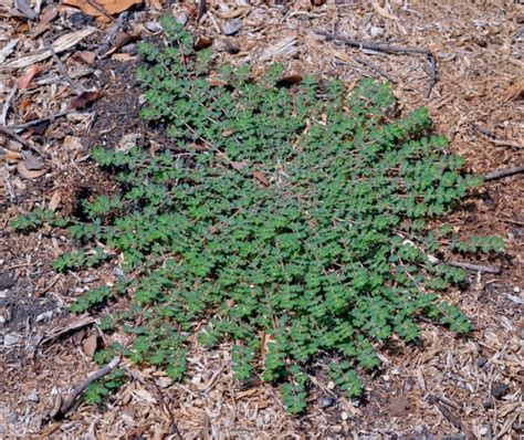 Common Summer Weeds In North Carolina Barefoot Lawn Care | lupon.gov.ph