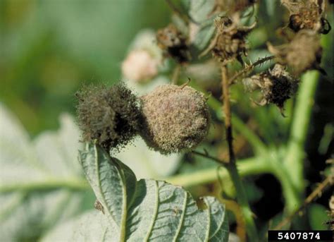 Blackberry | Diseases and Pests, Description, Uses, Propagation