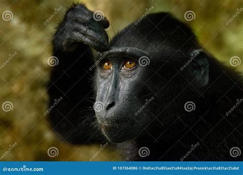 Monkey Detail Portrait. Common Langur, Semnopithecus Entellus, Portrait ...