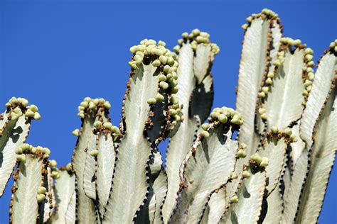 Cactus Seeds Free Stock Photo - Public Domain Pictures