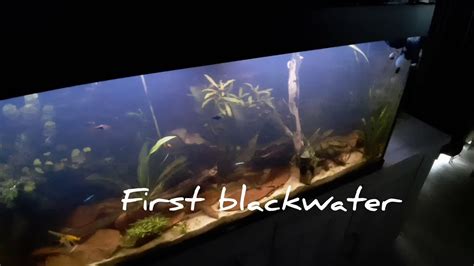 Blackwater aquarium - YouTube