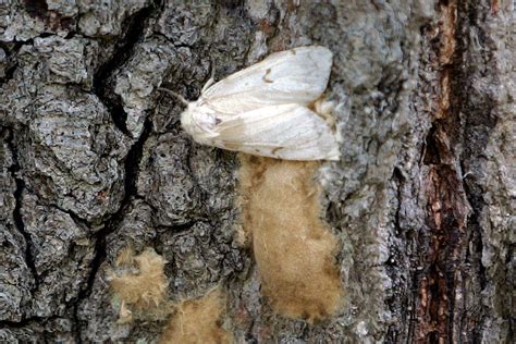 Scientists are renaming the ‘gypsy moth’ as part of broader push to ...