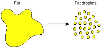 BIOLOGY ORDINARY LEVEL NOTES: 07/18/08