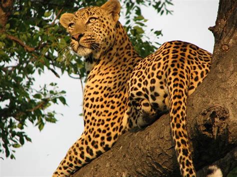 Thanks to Leopard Hills - Leopard Hills Private Game Reserve