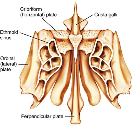 Full Size Picture ethmoid bone.jpg