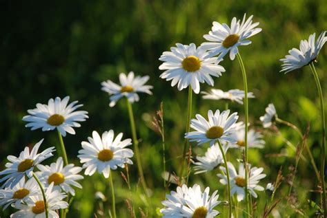 White meadow flowers among green grass free image download