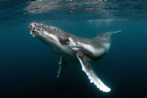 Humpback Whale Great Barrier Reef