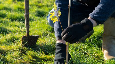 How planting trees can fight flooding and improve your soil - Country Life