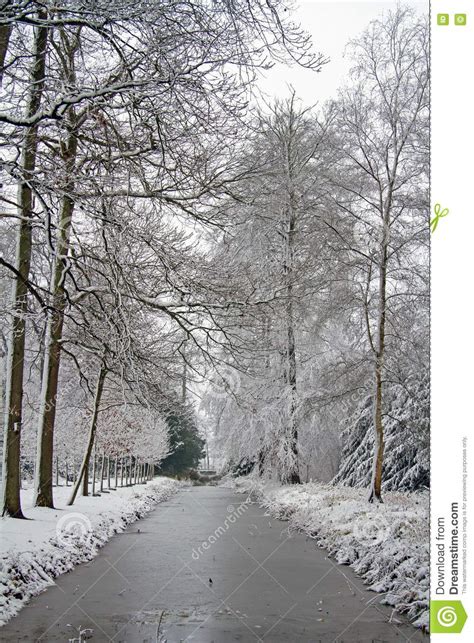 Winter Scenery in the Forest in the Netherlands Stock Image - Image of ...