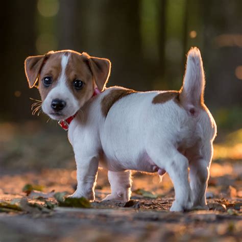 Dollzis: Jack Russell Puppies Pedigree Sale