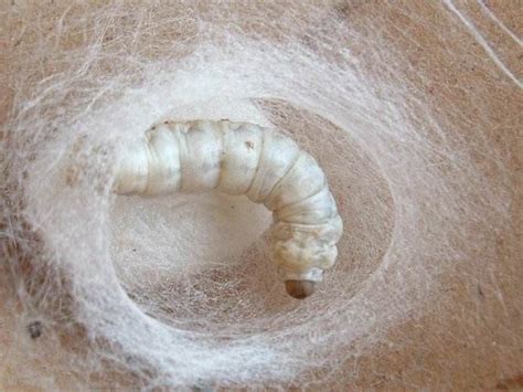 Why Do Silkworms Produce Cocoons