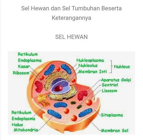 Bagian Bagian Sel Hewan - Homecare24